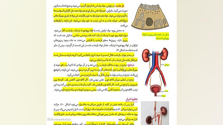 ادرار چگونه تشکیل میشود؟ اصلاح فرم صورت