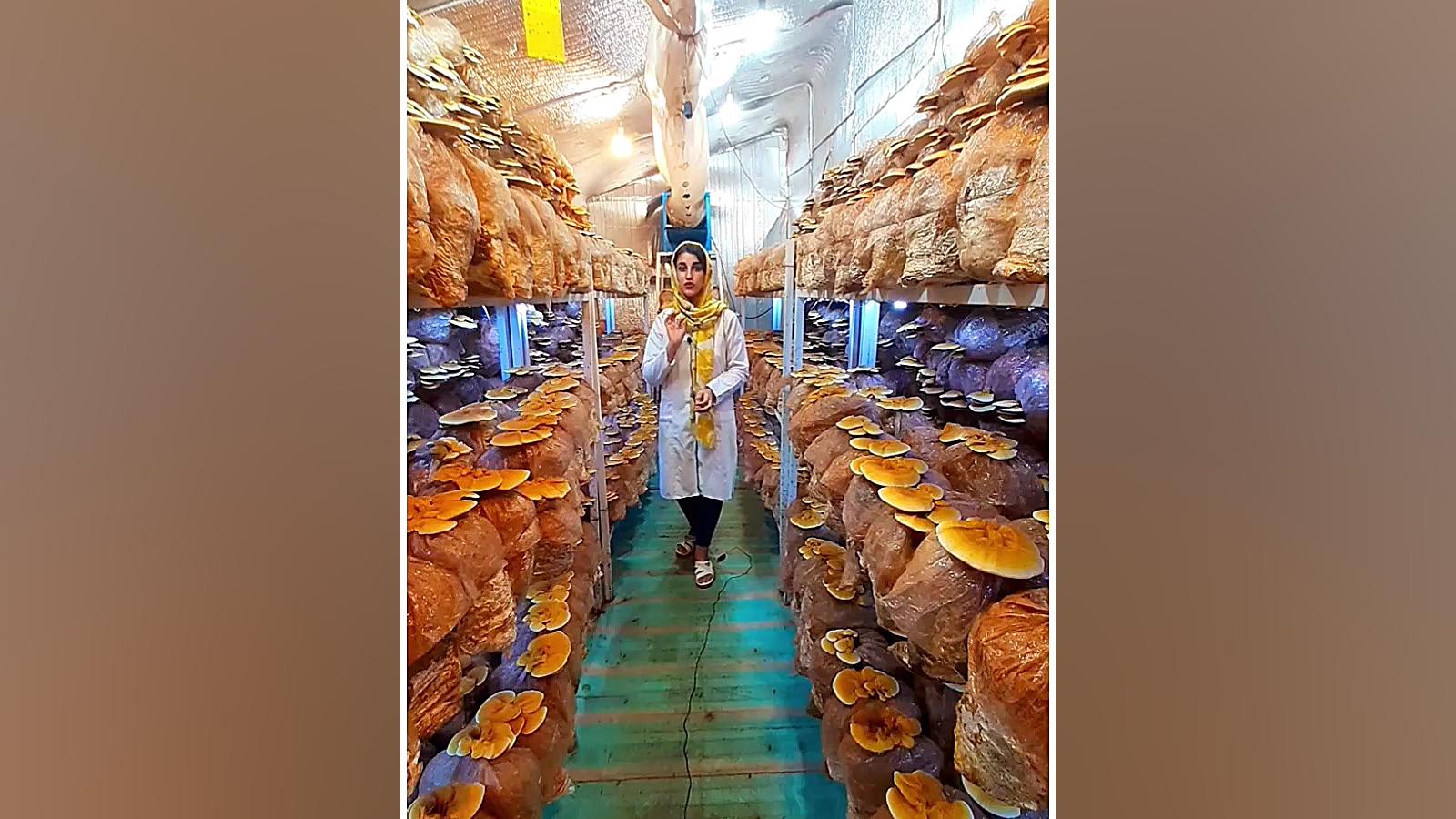 کربلایی هستم کارشناس میکروبیولوژی و پرورش دهنده قارچ گانودرما آر اف فرکشنال