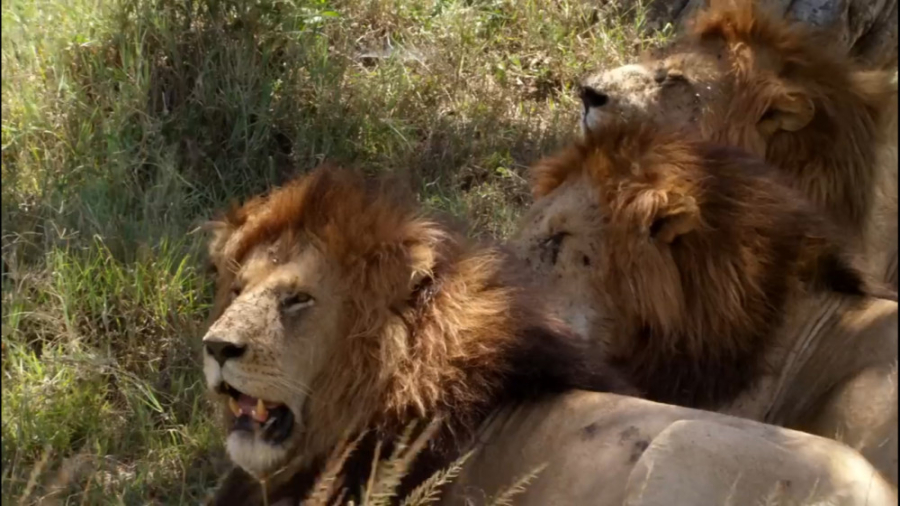 مستند حیات وحش وحشی ترین روز ر...