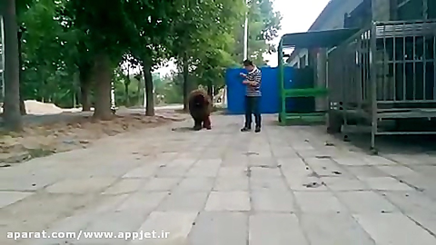 سگ ماستیف تبتی - پادشاه واقعی ! (Tibetan Mastiff) زمان50ثانیه