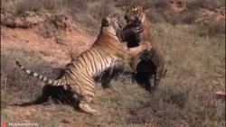 15تا از مرگبارترین حمله ببرها...