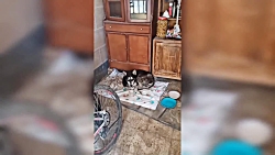 سگ درحال مرگ رو نجات دادیم