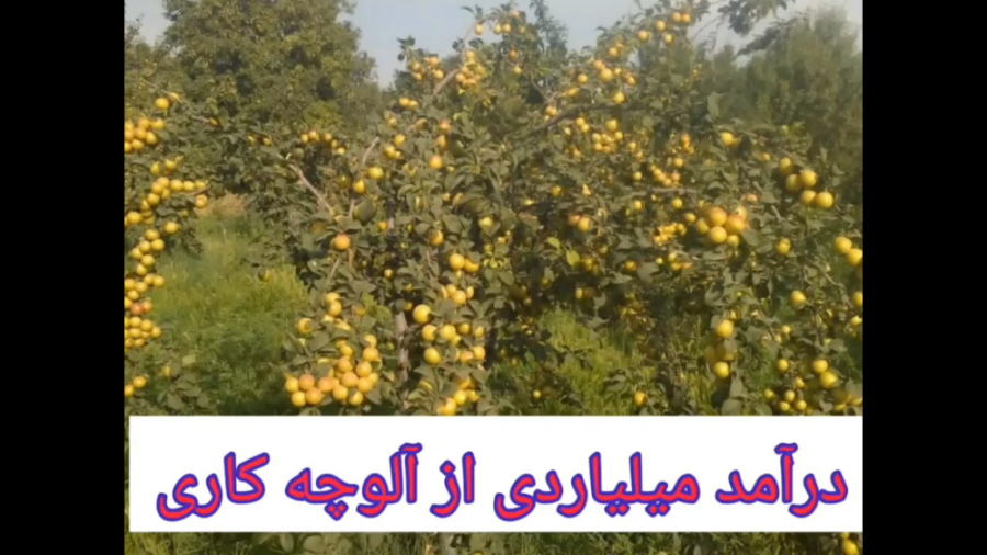 معرفی کسب درآمد میلیاردی از آلوچه کاری در تهران زمان69ثانیه