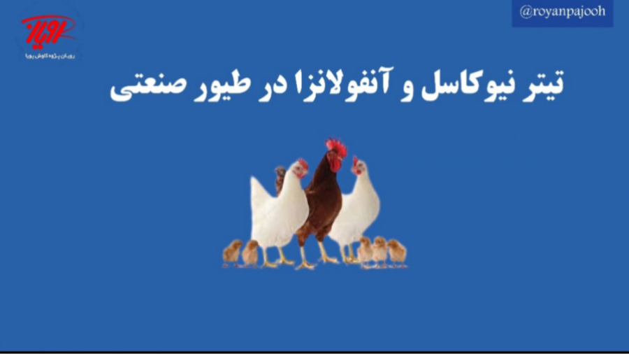 تیتر نیوکاسل و آنفولانزا در طیور صنعتی جراحی بینی
