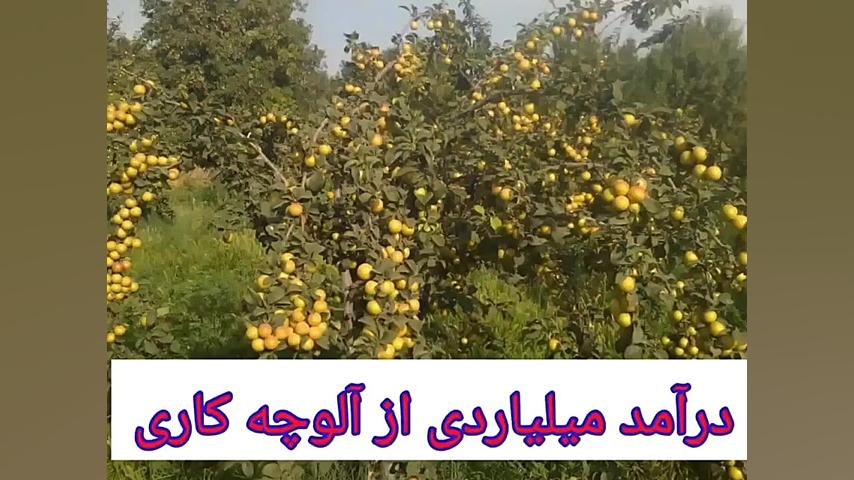 معرفی کسب درآمد میلیاردی ازکشت آلوچه خشکباری صادراتی سیدی در  آذرشهر زمان69ثانیه