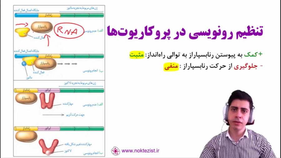 تنظیم مثبت و منفی رونویسی در پروکاریوت‌ها (باکتری اشرشیاکلای) زیست دوازدهم منافذ باز پوست