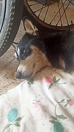 حال سگی که نجاتش دادیم چطوره