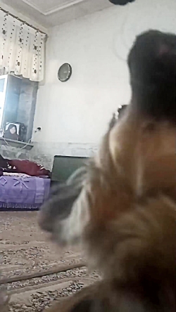 بازی با سزار