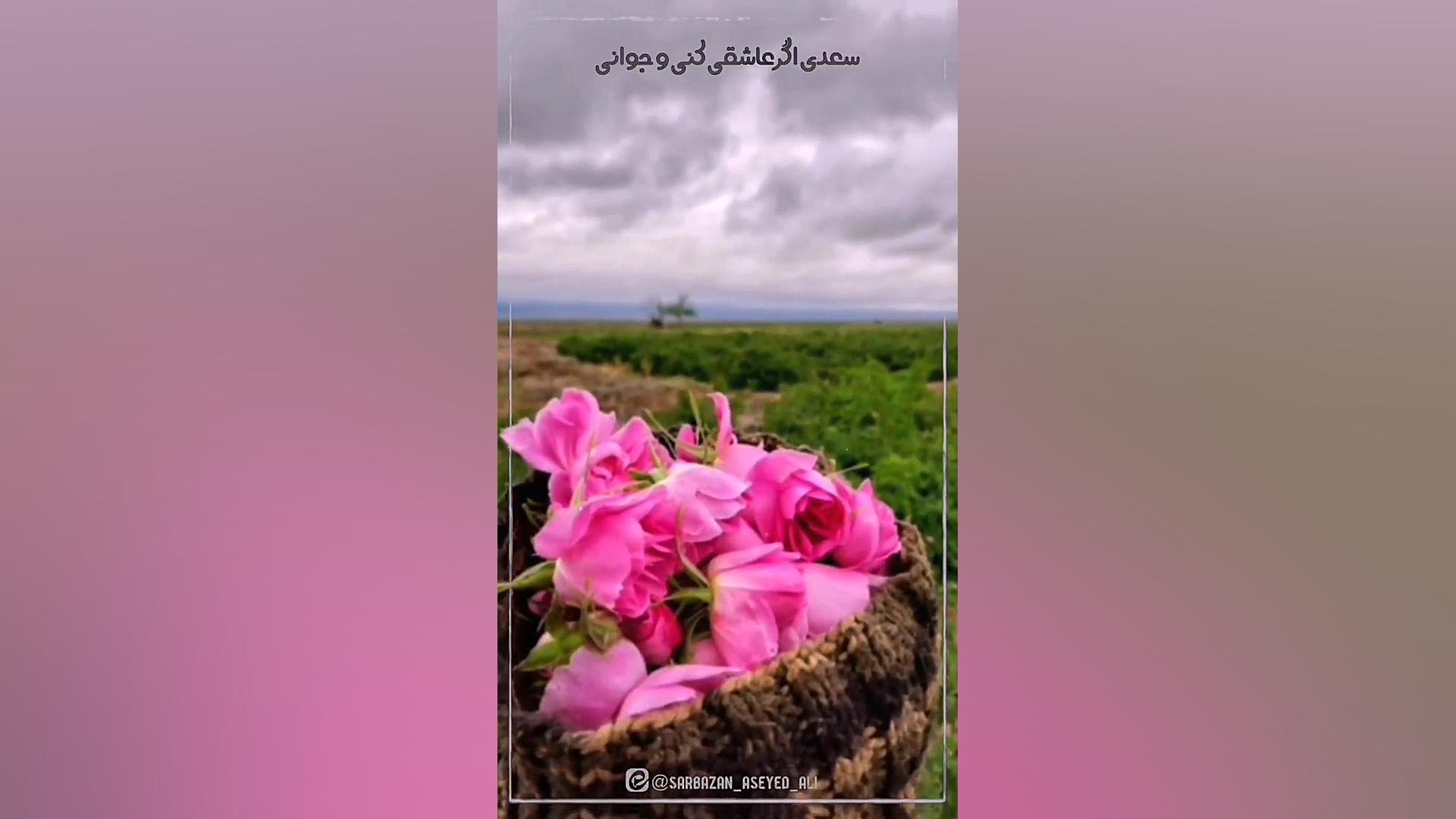 مبعث علامت لاسگ