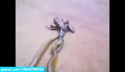 جنگ و نبرد دیدنی بین قورباقه و...