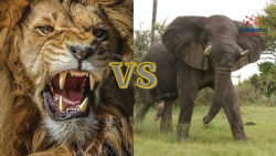 فیل در مقابل شیر | فیل پس از ن...