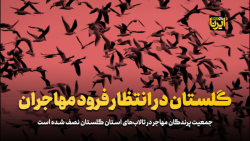 گلستان در انتظار فرود مهاجران گلستان در انتظار فرود مهاجران