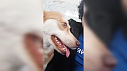 سگ مهمونمون به اسم میشکا