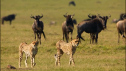 خودنمایی چیتاها داخل گاومیش |...