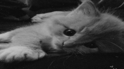 تتو مبارک باشه ارش خان جواب با...