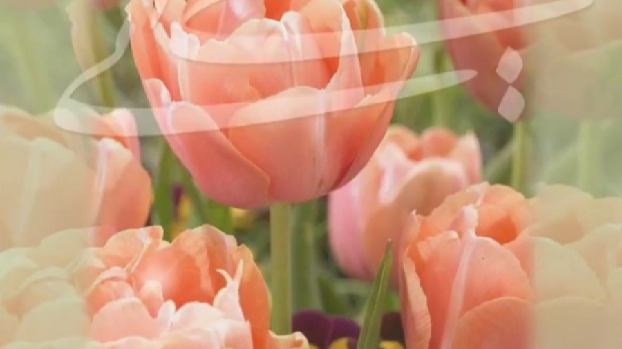 آهنگ امام زمان ، کلیپ تولد امام زمان ، جشن نیمه شعبان شهره سلطانی