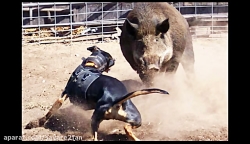 درگیری وحشیانه و جدال خونین گر...