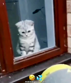 شانس همه گربه ها توسط ادما