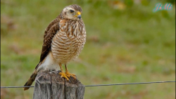 مستند حیات وحش | شکار حیوانات...