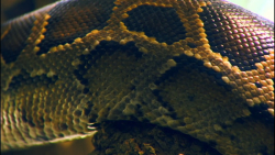 مستند حیات وحش کامبوج وحشی تری...