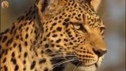 تقابل گراز مقابل جگوار | شکار...