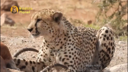 رخ نمایی چیتاها حیات وحش | شکا...