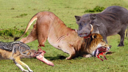 راز بقا  شکار توله گراز توسط ش...