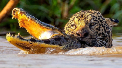 جگوار کابوسی برای تمساح ها | ش...