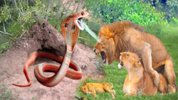 شیر در مقابل مار کبری  مستند ح...