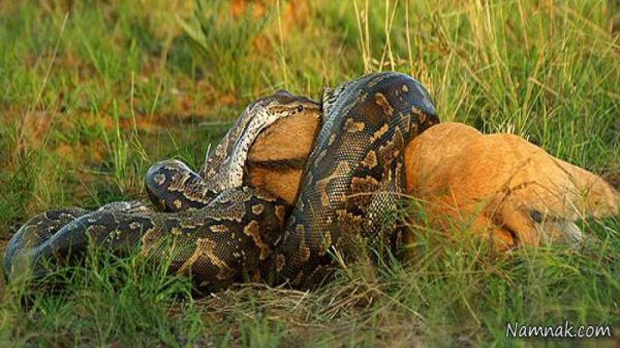 مار کبری و بلعیدن گوزن بزرگ |...