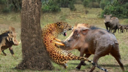 جنگ و نبرد حیات وحش  گراز وحشی...