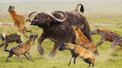 جنگ و نبرد حیوانات | مقاومت گو...