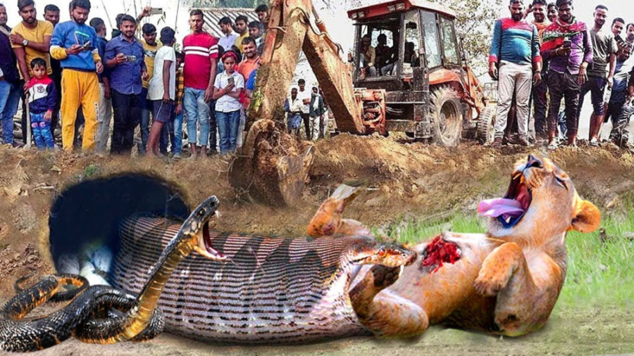 حمله حیوانات وحشی  اشتباه مرگب...