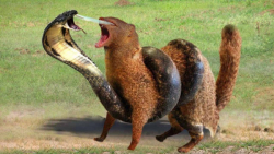 نبرد شگفت انگیز مار کبری و مان...