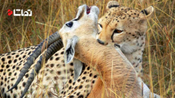 جنگ و نبرد حیوانات | شکار خرگو...