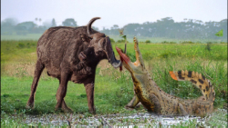 حمله کروکودیل به بوفالوها | حی...