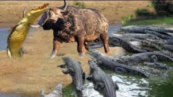 جنگ نبرد بوفالو و تمساح | شکار...