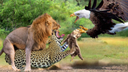 شیر دیوانه و عقاب گرسنه | جنگ...