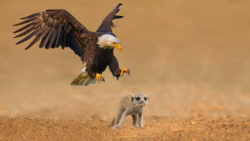 عقاب رزمی و شکار بابون || لحظا...