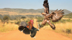 نبرد حیوانات | عقاب در مقابل خ...