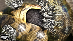 نبرد حیوانات | شکار جوجه تیغی...