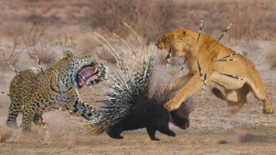 نبرد در حیات وحش | مستند حیات...