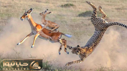 پرش حیرت انگیز پلنگ | جنگ و نب...