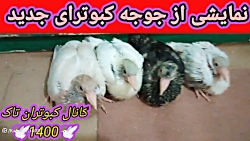 نمایشی از جوجه کبوترای جدید 2