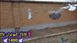 کبوتر بازی با کبوترای جدید مرح...