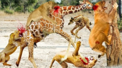 پرش شیر برای شکار زرافه || شیر...