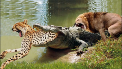 شکار تمساح درنده بوسیله شیر |...