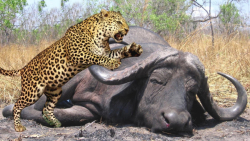 نبرد پلنگ و بوفالو | حیات وحش...