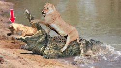 نبرد مادر شیر با کروکودیل برای...