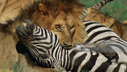 نبرد حیوانات وحشی || حمله پلنگ...